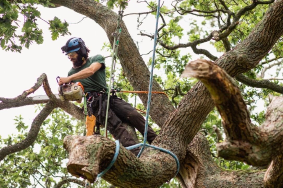 Tailler ses arbres fruitiers dans les Deux-Sèvres : le bon calendrier