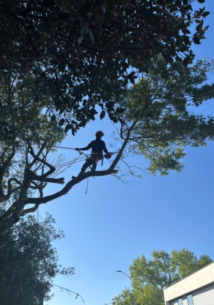 Élagueur en grimpe dans un arbre avant abattage par démontage, Deux-Sèvres