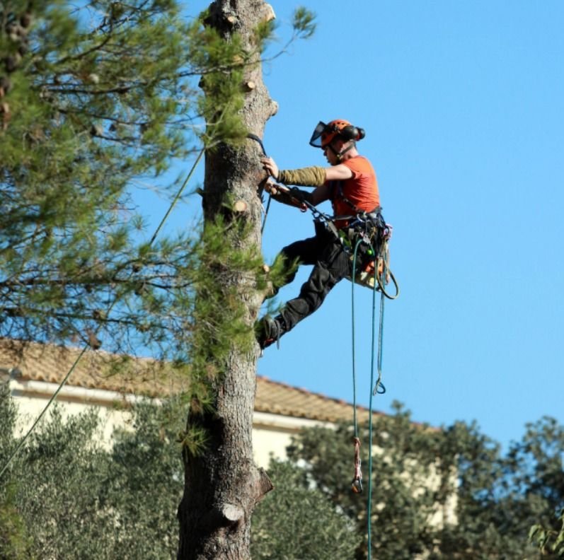 Élaguer ou abattre un arbre : comment décider ?