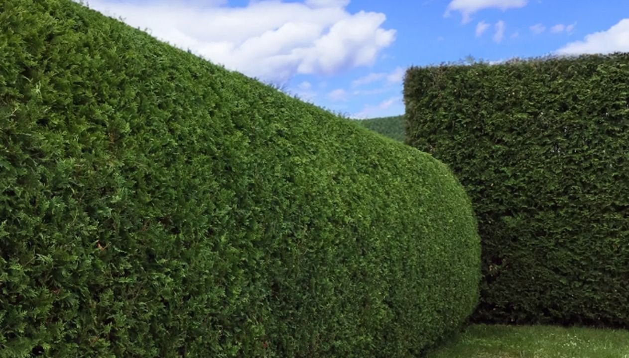 Branches du voisin, haie trop haute : ce que dit la loi