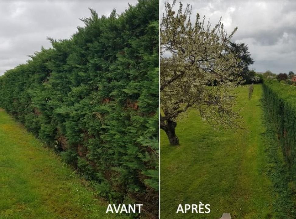 Quand tailler sa haie dans les Deux-Sèvres ?